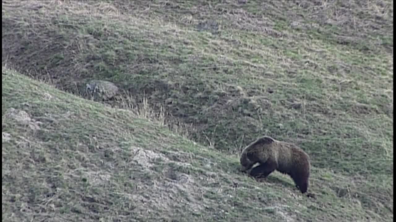 Grizzly bear confirmed in Montana's Tobacco Root Mountains