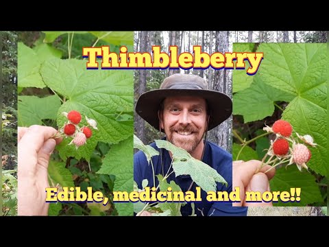 Video: Thimbleberry Facts. Timbleberry բույսեր աճեցնելու խորհուրդներ
