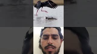 #birds #nature #birdsounds #motivation #gameskhelkarpaisekai #duet #cartoon #funny