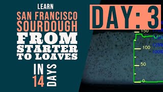 San Francisco Sourdough Bread Series: Day 3 - Feeding your Starter