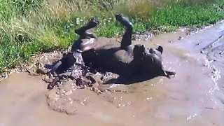 Dogs Playing in Mud