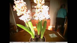 Timelapse of a flowering hyacinth. by Ian Ledger 30 views 4 years ago 16 seconds