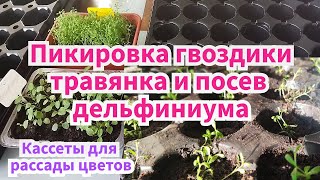 Пикировка гвоздики травянка и посев дельфиниума!! Удобные кассеты из Экономстроя для рассады!!