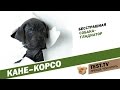 TEST.TV: Кане-корсо собака гладиатор.