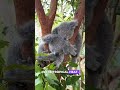 Meet the northern Koala! #wildlife #animalfacts #Koala