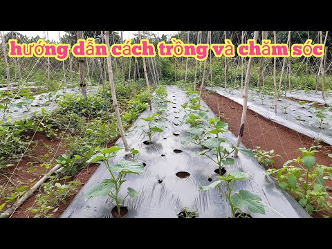 Video: Cách Buộc Dưa Chuột Trong Nhà Kính Và Ruộng Mở