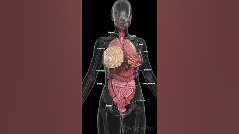 Caption: "🌟 Discover the Full Anatomy of Female Organs 🌟 #anatomy