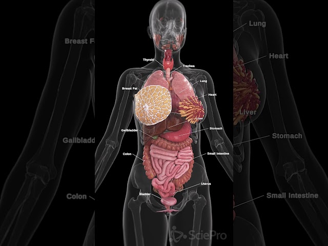 Detailed Diagram of Woman's Body: Essential Anatomy 3 sddefault