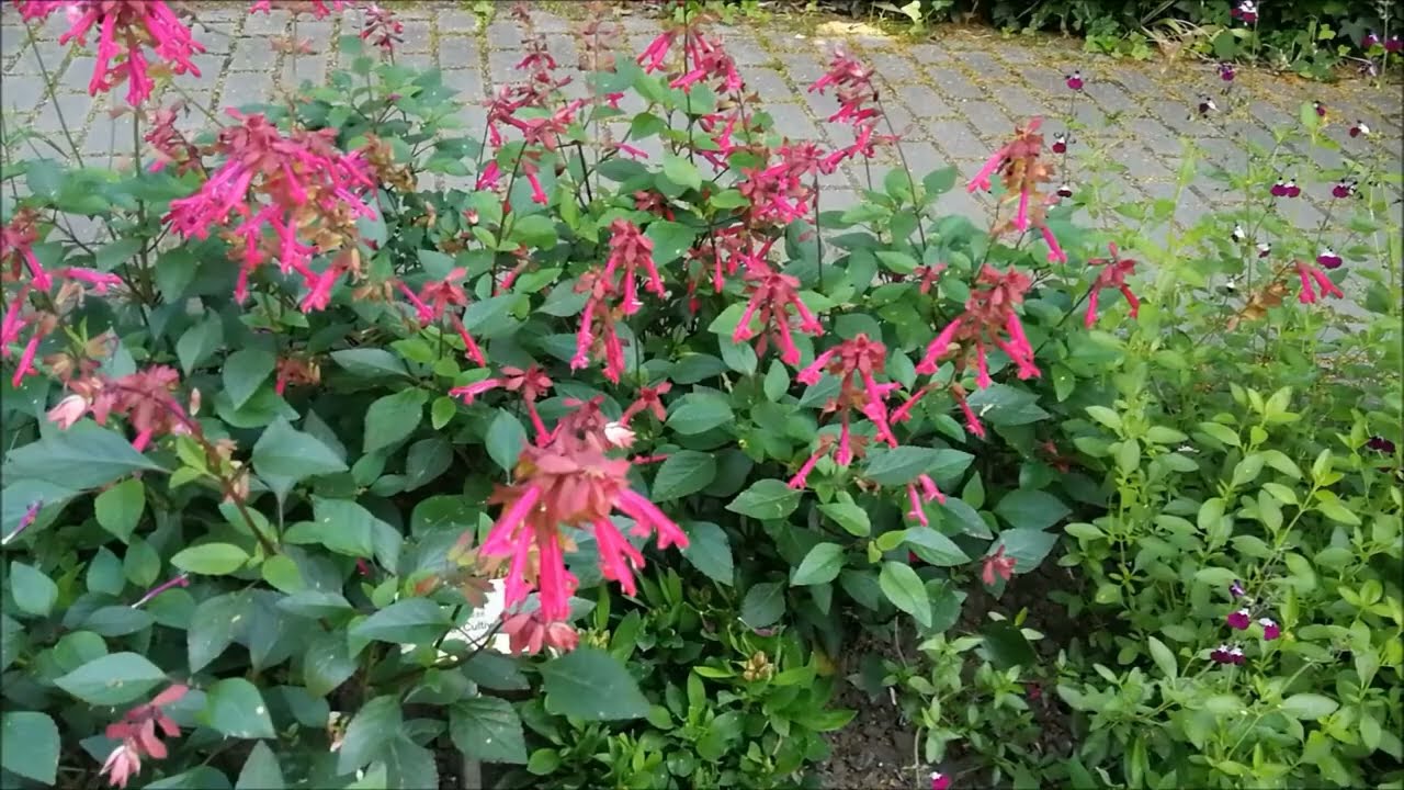 ботанический сад, Мюнстер