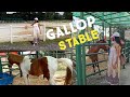 Gallop stable at horsecity  turf club singapore