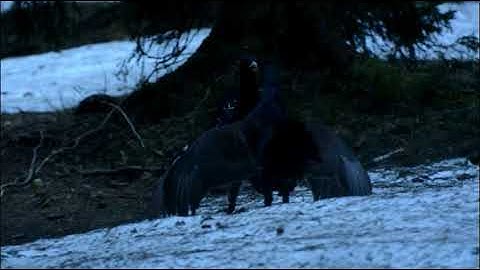 More fighting capercaillie males