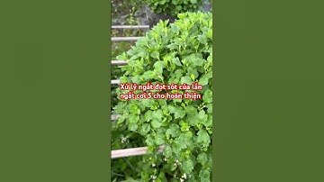 Ngắt những đọt còn sót cho chậu hoa cúc mâm xôi