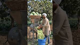 cabbage cutting and powder #virelreels