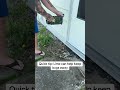 lime is a natural pest deterrent that’s easy and safe to use
