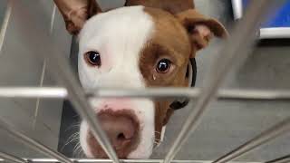 acs A681487