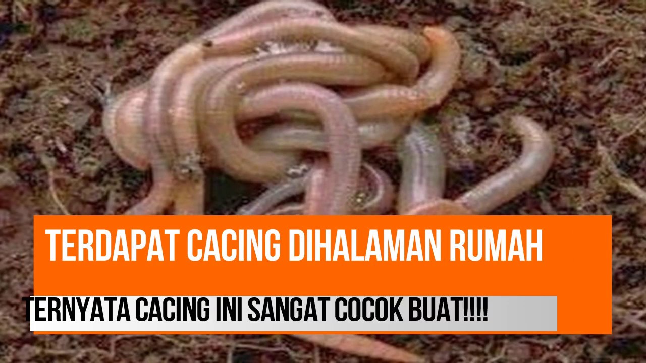Cacing Tanah Susu Terdapat DiSekitar Rumah Banyak Pula 