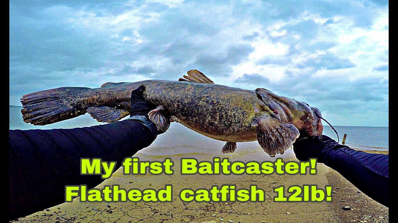 Largemouth Bass & (PB 12lb Flathead Catfish) at Lake Lewisville, TX