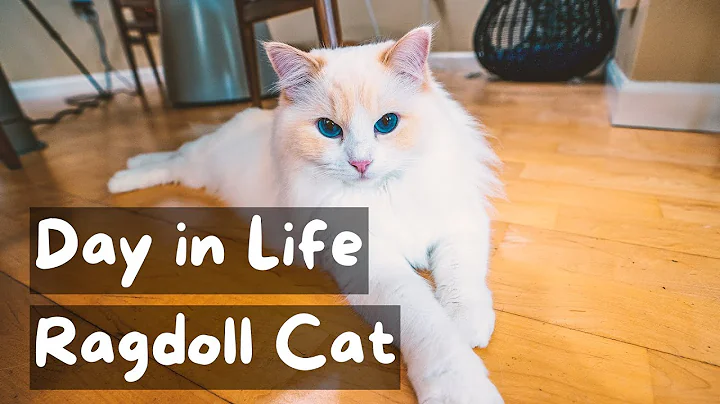 A Day in the Life of a Ragdoll Cat | The Cat Butler - DayDayNews