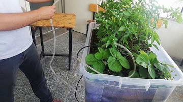 Arduino ile otomatik sulama sistemi yapımı 2. Bitkiye montaj