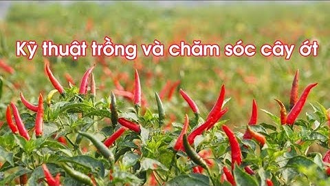 Kỹ thuật trồng ớt: giống ớt, Làm đất, cách trồng, chăm sóc, tưới nước, bón phân, sâu bệnh, thu hoạch