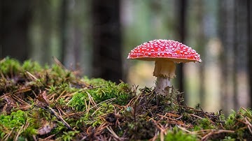 Một Đời Người Một Rừng Cây | Sáng tác: Trần Long Ẩn