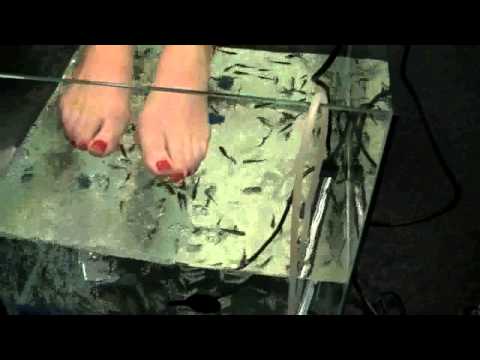 Fish Pedicure on The Ray D'Arcy Show