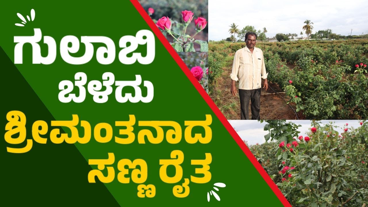 ಗುಲಾಬಿ ಬೆಳೆದು ಶ್ರೀಮಂತನಾದ ಸಣ್ಣ ರೈತ | ಇವರ ಗುಲಾಬಿ ತೋಟ ಇಡೀ ಜಿಲ್ಲೆಗೆ ಫೇಮಸ್ | Full Episode
