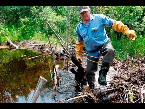 Ставим капкан на бобра с приманкой охота на изюбря
