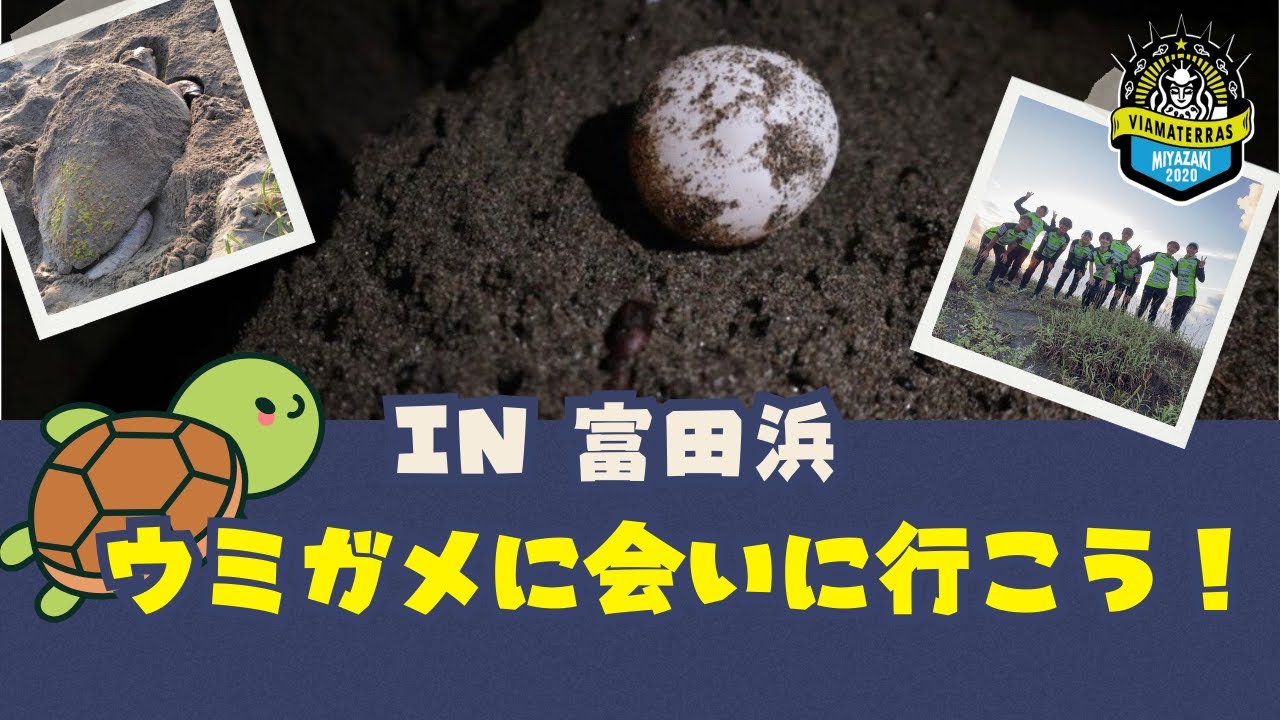 富田浜へウミガメに会いに行こう🐢