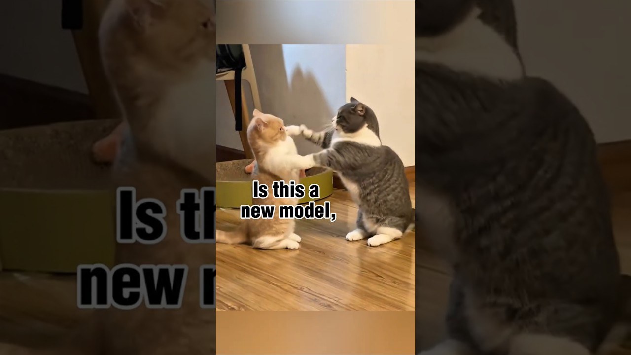 A new style of fighting 😺😹😸 