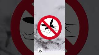 This is when mosquitoes are most active: Weather IQ