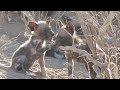 Wild dog mother calls her puppies for long-awaited playtime session