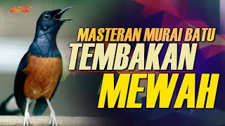 Download Lagu LANGSUNG EMOSI ‼️ PANCINGAN EMOSI MURAI BATU GACOR PAGI - SIANG - MALAM | SIAP LOMBA MP3 Download Lagu LANGSUNG EMOSI ‼️ PANCINGAN EMOSI MURAI BATU GACOR PAGI - SIANG - MALAM | SIAP LOMBA MP3