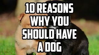 TOP 10 REASONS WHY YOU SHOULD GET A DOG/ 10 REASON WHY DOGS ARE THE BEST PET| NIRU'S PET ZONE by Niru's Petzone 96 views 3 years ago 2 minutes, 28 seconds