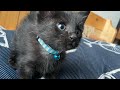 段々家猫らしくなってくる子猫がこちら
