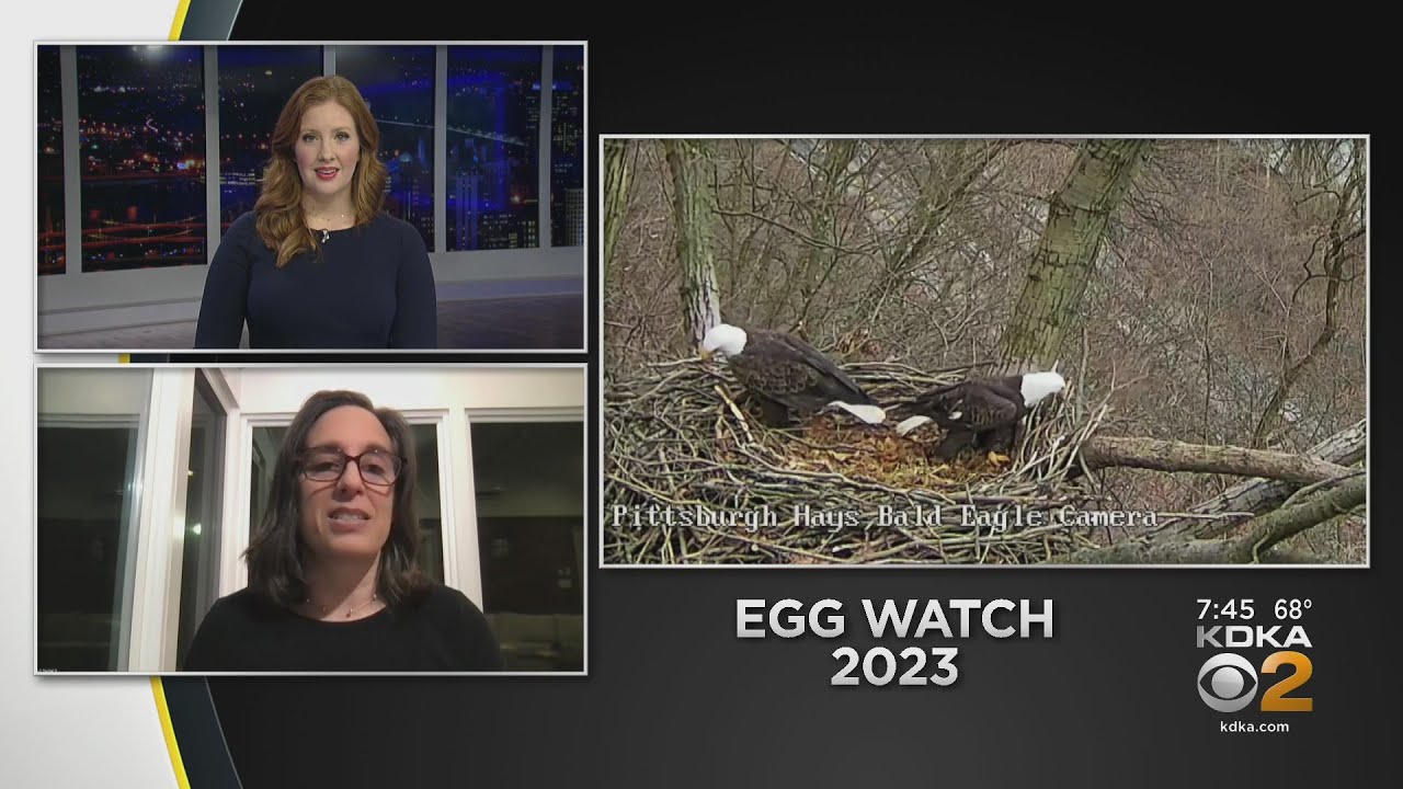 Audubon Society of Western Pennsylvania on egg watch YouTube