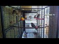 Юрок вьюрок юр сарка деряба крякуша хахе квакарь طائر الاغنية Юрок вьюрок юр сарка деряба крякуша хахе квакарь طائر الاغنية