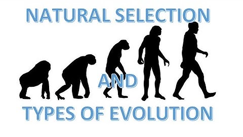 Evolution: Natural Selection and Speciation [Biology Lesson]