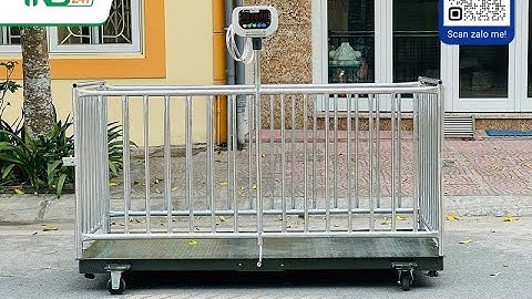 Review giới thiệu cân lồng heo 500kg 1 tấn 2 tấn 3 tấn với kích thước 1m x 2m có gắn bánh xe