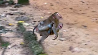 Unbelievableabandoned Bravo Hug Baby Binky Under His Belly Running So Fast Escape From The Big Bird