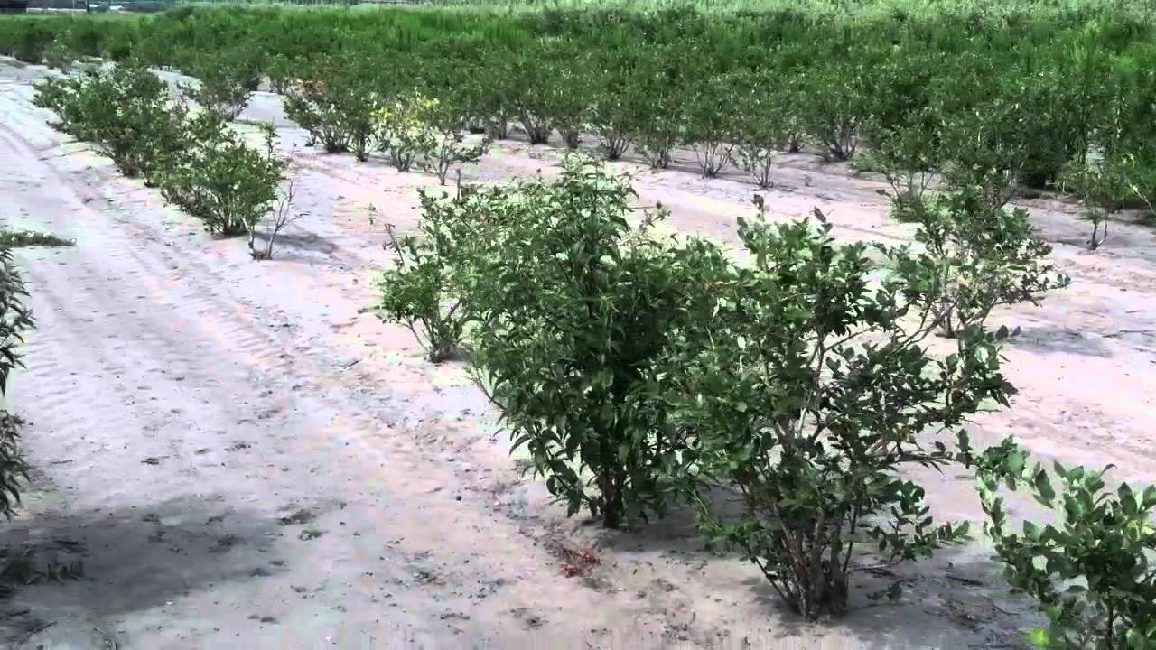 blueberry-picking-conte-farms-tabernacle-nj-youtube