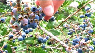 BLUEBERRY PICKING! | Conte Farms, Tabernacle, NJ