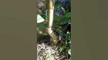 Cắm câu dính cá trê siêu to