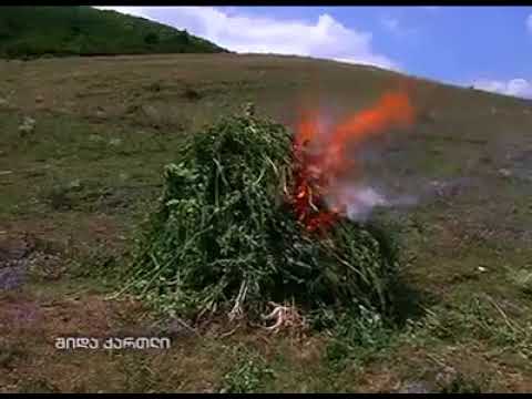 Geo Tv - საქართველოში მარიხუანა გაანადგურეს