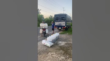 Cá thác lác giống. Cá nàng hai giống. Cá thác lác cườm giống #cá_giống #trại_cá_giống_út_me