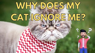 Why Does My Cat Ignore Me