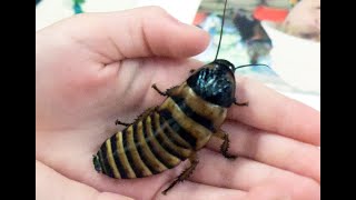 Why do we hate Cockroaches?