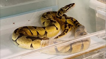 Ball Python Shedding Process in Time Lapse! (21/07/2022)