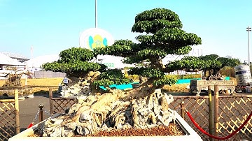 5 tác phẩm của chú Cường Họa Sỹ tại lễ hội festival thủ đô