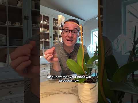 Vidéo : Votre orchidée Phalaenopsis ne meurt pas si la tige de la fleur devient jaune.